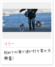 投稿写真：海辺　2