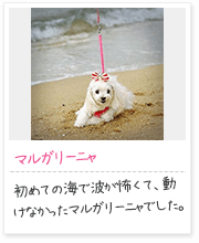 投稿写真：海辺　5