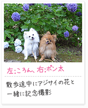 投稿写真：花に囲まれて　10