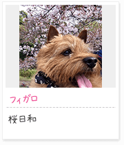 投稿写真：花に囲まれて　3