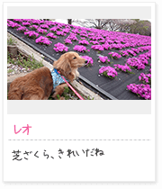 投稿写真：花に囲まれて　5