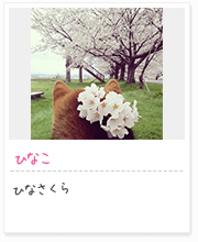 投稿写真：花に囲まれて　6