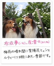 投稿写真：花に囲まれて　8