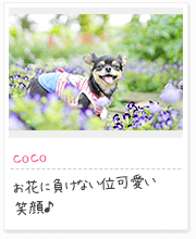 投稿写真：花に囲まれて　9
