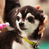 [PR] 愛犬の「歯磨き」が上手にできない方、必読！ドッグトレーナー直伝。はじめてでも今日からできる！ 愛犬の歯磨きレッスン