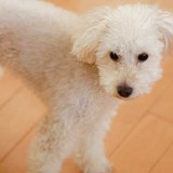 [PR]犬の健康寿命に差をつける関節ケア。1歳過ぎたら気をつけて！リハビリ専門獣医師に聞きました